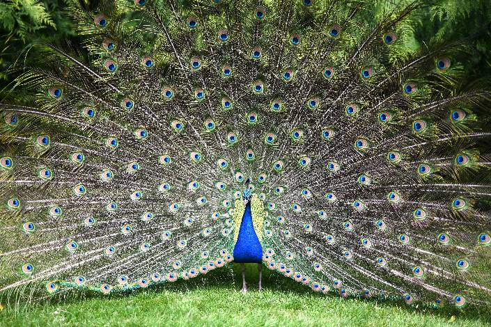 Male peacock with tail outspread standing on grass in front of a tree
